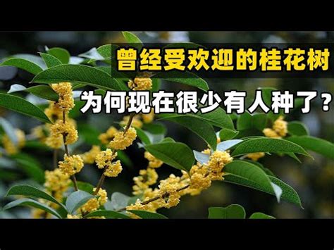 桂花 風水